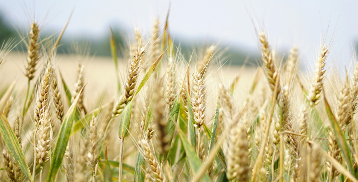 Agro Industry