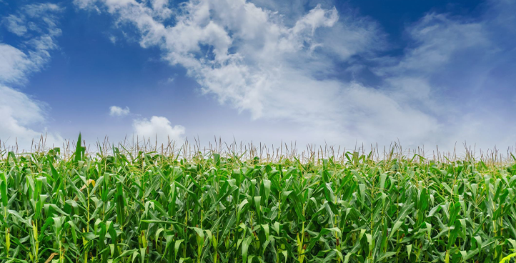 Fertilizer industry